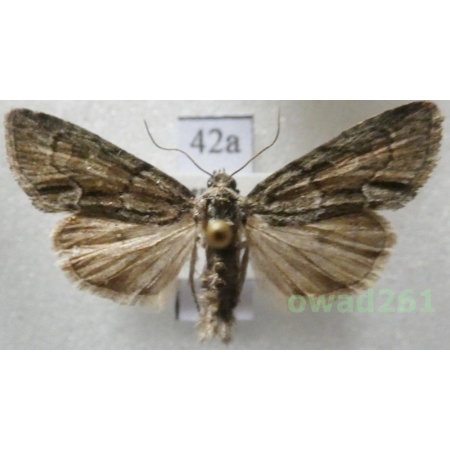 Cryphia fraudatricula (Hübner, 1803) Czech42a